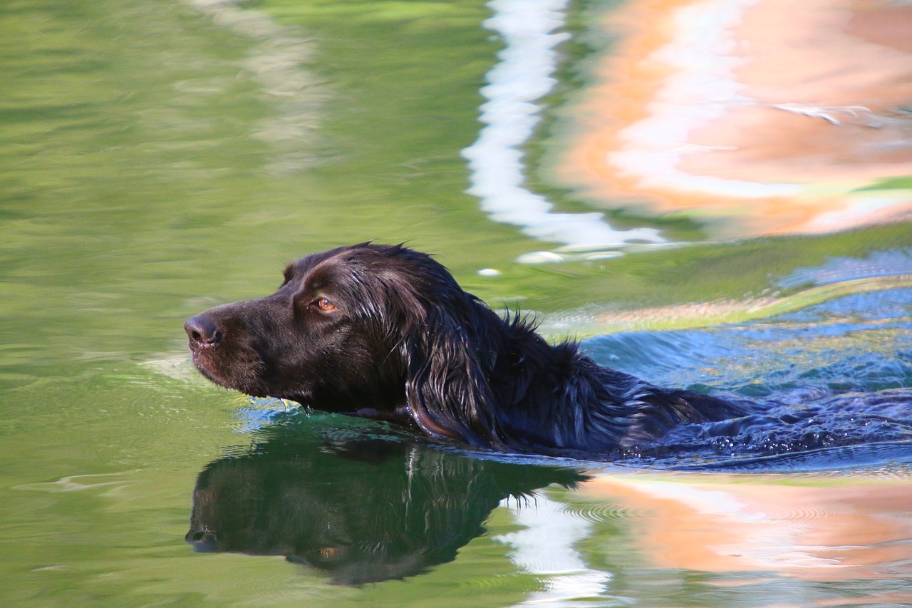 How to Train Your Dog to Stay Focused